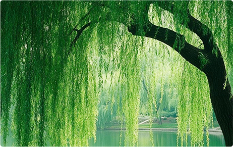 Xingxiangzi · Spring Appointment